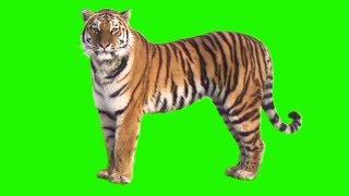 GREEN SCREEN TIGER - FULL HD  DOWNLOAD LINK 