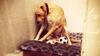 La triste historia de una perrita que perdió a su familia dos veces y podría ser eutanasiada