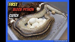 T- Albino Goldeneye x Weird Ivory Blood Python Clutch