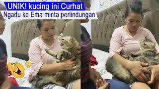 SO FUNNYcat loses debate and ends up CURHAT to ema until he pleadscompilation of funny cats