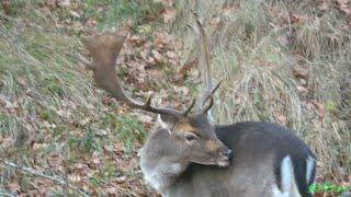 Fallow Deers in Meijendel 08-01-2023 