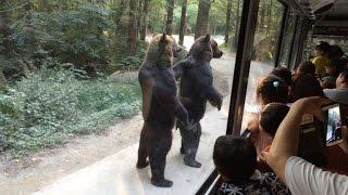 Watch These Bears Walk on Hind Legs Entertaining Surprised Tourists