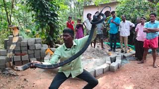 Vava Suresh Catching 170th Kingcobra at Thenmala