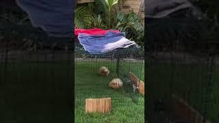 Slo mo pigs