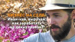 Бизнес на селе. Иван-чай выручай как заработать на диких травах? #39