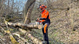 Cutting dry wood with Stihl Msa 300 in the forest .  Motofierastrau Stihl pe baterie.