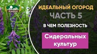 Для чего нужны сидеральные культуры Сидераты на участке? - Идеальный огород. Часть 5