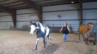 Equine Assisted Activities