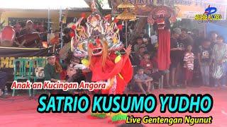 Kiprah Tari KucinganJunior Jaranan Senterewe SATRIO KUSUMO YUDHO Live Gentengan Ngunut.