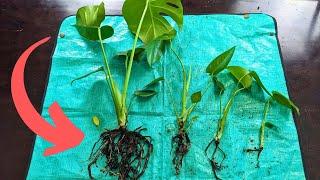 Separate your Monstera roots like this  #communityquestions