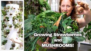 Setting up a Strawberry Tower  Grow your own mushrooms  Easiest Mushrooms to Grow.