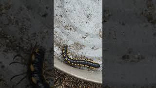 #millipede #centipede #insects #nature #butterfly