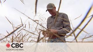 SK farmers react to devastating news of China targeting Canadian canola with trade investigation