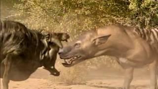 Hyaenodon vs Entelodon vs Chalicotherium - Гиенодон против Энтелодона и Халикотерия RUS