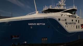 Gadus Neptun