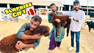 Surprised My Another Labour With Sheep  Dumba Sale Hogaya Prank Gone Emotional  Bakra Eid 2024