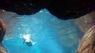 Otter-taucher so graziös schwimmen unter dem Wasser. Выдра под водой.