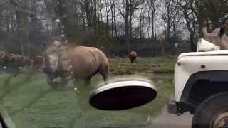 Knowsley Safari Park - rhinos running towards car thankfully the zoo keeper was there lol