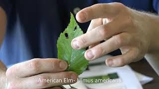 Tree ID#5 Boxelder Beech Redbud Elm and Sweetgum