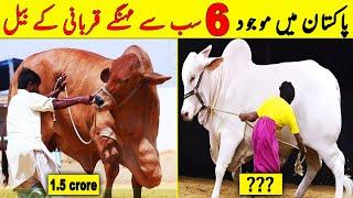 Top 6 Most Expensive Qurbani Bull In Pakistan  $ 9000000  Bull  NYKI