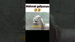 ZEYNEP MEHMET Komik hayvan videoları Mamikan Dublaj