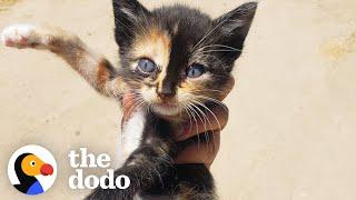 Tiny Kitten Runs Out Of Bushes To Her New Mom  The Dodo Little But Fierce