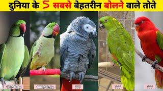 Top 5 Best Talking Parrot With Price  दुनिया में 5 सबसे ज्यादा बोलने वाले तोते ?