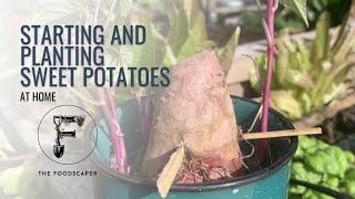 Starting and planting sweet potatoes