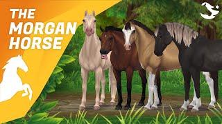 The UPDATED Morgan   Star Stable Horses