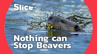 How Do Beavers Build a Dam  SLICE