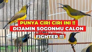 5 CIRI CIRI SOGON BERMENTAL FIGHTERPASTIKAN SOGONMU SALAH SATUNYA