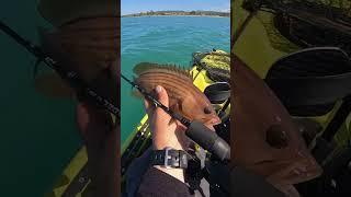 DOTTO IN VERTICALE - Vadel & Preed - KAYAK FISHING