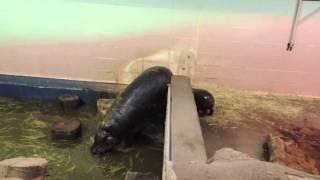 Ellen and Adana Pygmy Hippos at Edinburgh Zoo