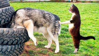 Funny Animal Videos 2024 Funniest Cats and Dogs Videos