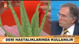 İbrahim Saraçoğlu Aloe Vera   Sarısabır bitkisi