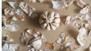 Sarımsaq  Qabıqlarını Atmayın Не выбрасывайте чесночные скорлупы Do Not Dispose of Garlic Shells