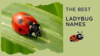 29 Best Ladybug Names  Girl Boy Cute Funny Famous