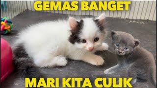 ANAK KUCING PERSIA LUCU BANGET JADI PENGEN BAWA PULANG