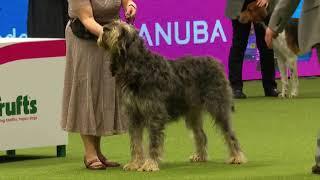 Best of Breed Hound GroupOTTERHOUND2017-2022