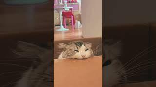 Mind-blowing Cat Antics You Wont Believe Your Eyes  #funny #shorts