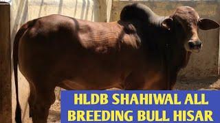 HLDB SHAHIWAL BREEDING BULL HISAR Semen Bank #sunilcowfarming