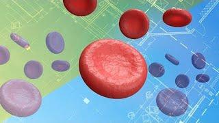 Red Blood Cell Structure and Function  Anatomy and Physiology