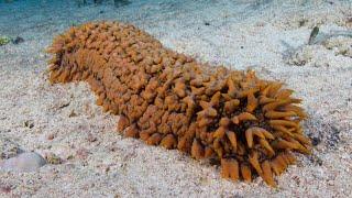 Facts The Sea Cucumber