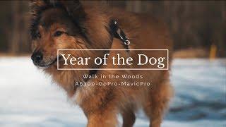 Year of the Dog 2018 - Cinematic Walk in the Woods of Germany - 4K