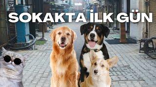 Köpeğimin Dışarıdaki İlk Gününe Nasıl Hazırlanmalıyım? Köpeğimi İlk Defa Nasıl Dışarı Çıkaracağım ?