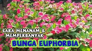 Cara Menanam Bunga Euphorbia Agar Cepat Berbunga