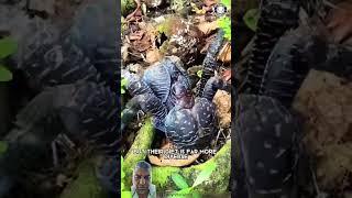 New pet Coconut crab Amazing creature For animal lovers Not good for sushi