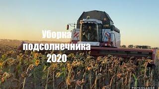 Уборка подсолнечника 2020