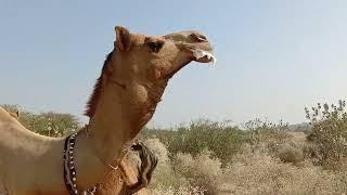Camel  raining and romance desert animals