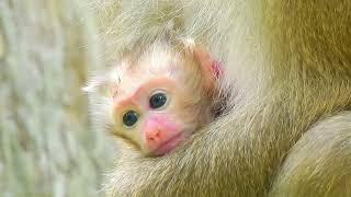 Oh Now monkey Rose s baby wakes up and looks really pretty.